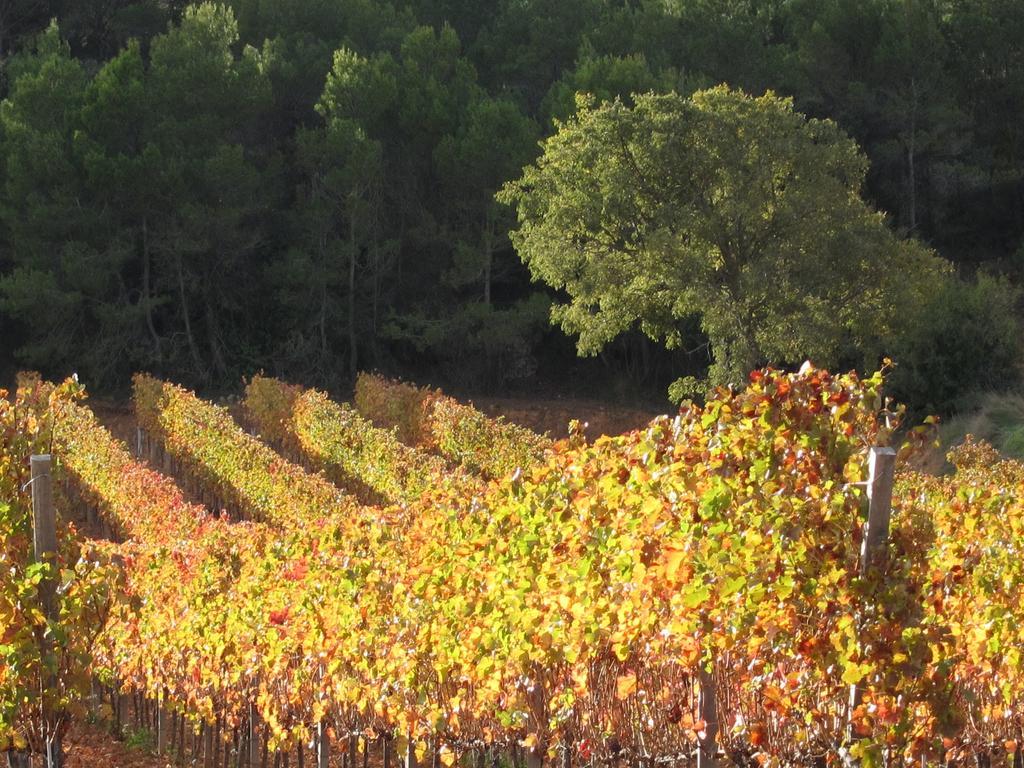 El Vilosell Vilosell Wine Hotel מראה חיצוני תמונה