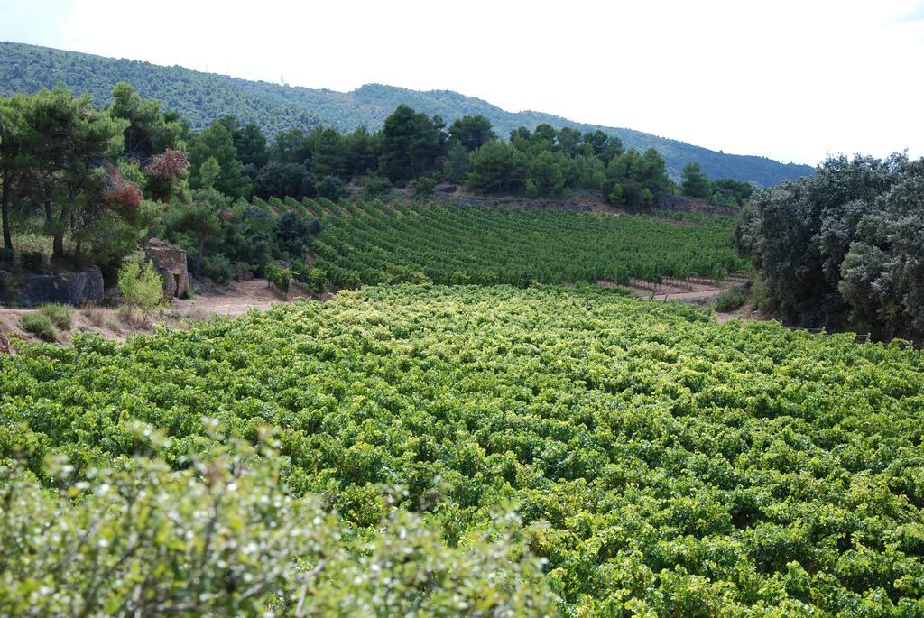 El Vilosell Vilosell Wine Hotel מראה חיצוני תמונה