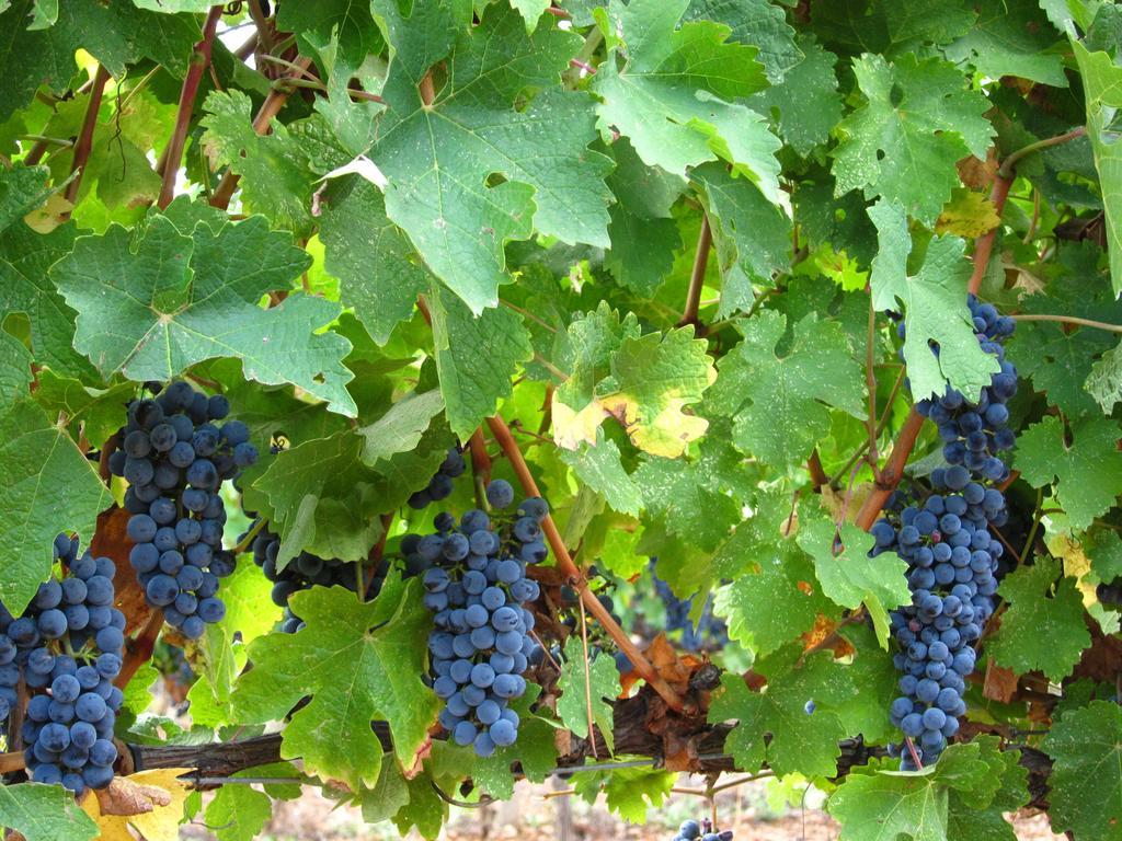 El Vilosell Vilosell Wine Hotel מראה חיצוני תמונה